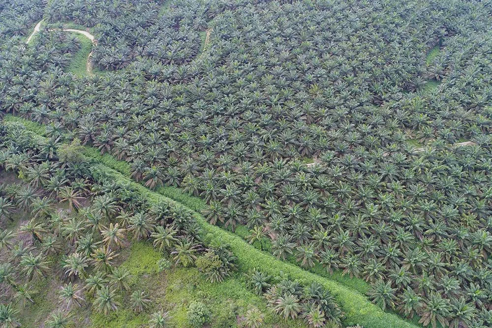 Harga CPO Naik, Astra Agro (AALI) dan Eagle High (BWPT) Gencar Peremajaan Lahan Pelpel