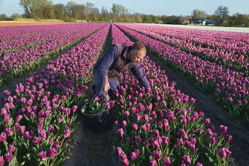 Menilik Pesona Kebun Tulip yang Menjadikan Belanda Pengekspor Bunga Terbesar di Dunia