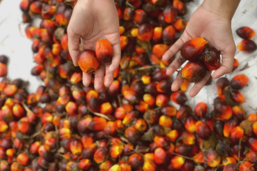 Target Produksi CPO Mahkota Group (MGRO) Dipatok 165.000 Ton di Tahun 2026