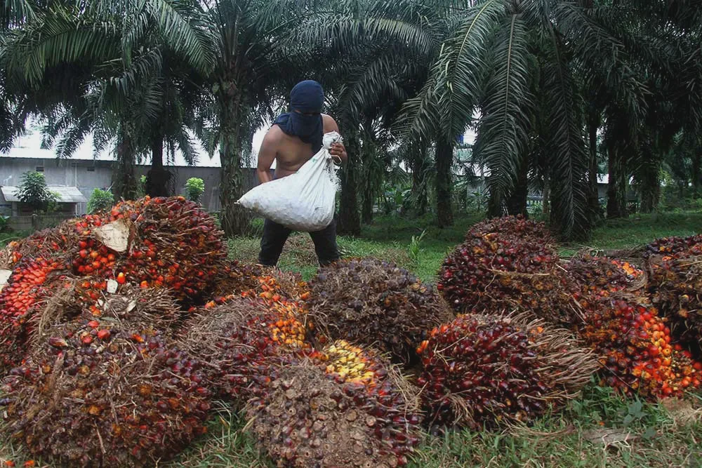 Teladan Prima Agro Targetkan Kenaikan Produksi CPO Hingga 10 Persen di 2026 Sambil Jajaki Akuisisi